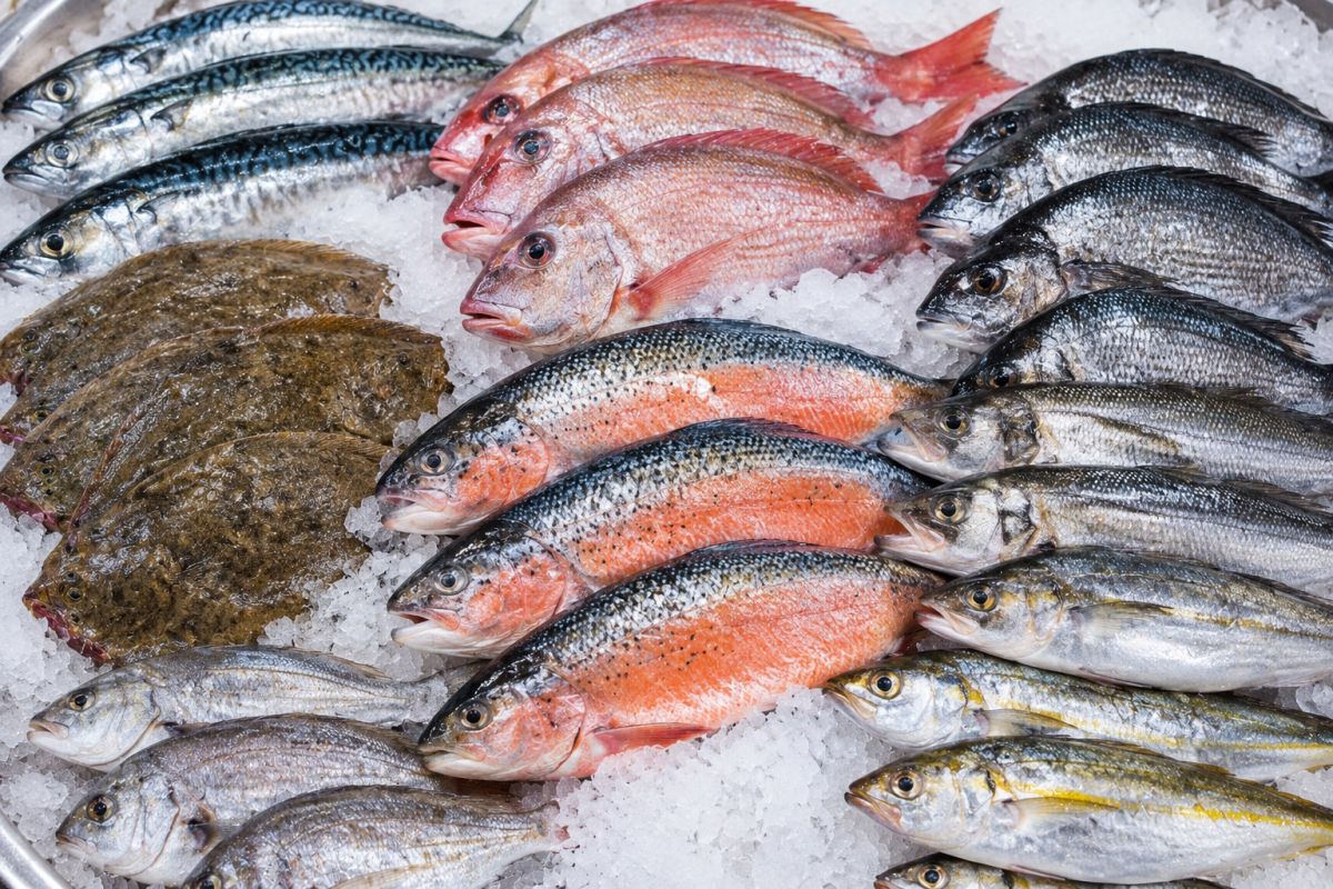 Fish